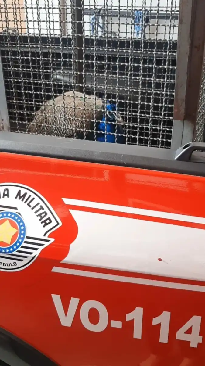 Pavão é resgatado no telhado de uma casa em Caraguatatuba