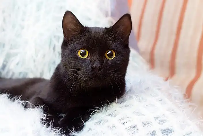 Gato italiano herdou em 2009 fortuna de 11 milhões de euros, além de imóveis em Roma e Milão