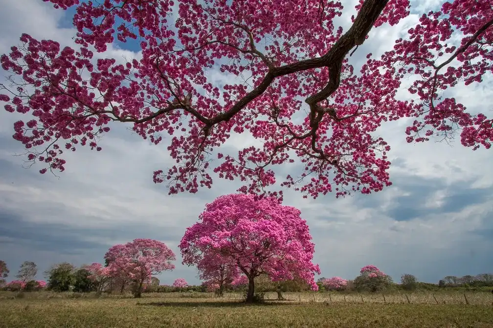 Florada de ipê-roxo no Pantanal encanta a web e viraliza