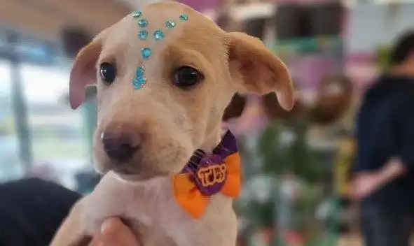 Petshop inicia campanha de doação de rações para animais resgatados por ONGs