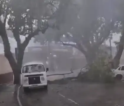Queda de árvore interdita rua no Jd. São Dimas