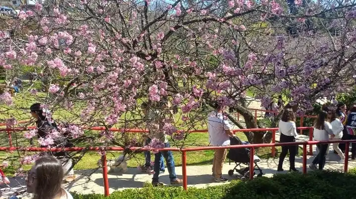 ABERTA AO PÚBLICO: Vem aí a “1ª Festeja Campos”, neste final de semana, no Parque da Cerejeira de Campos do Jordão