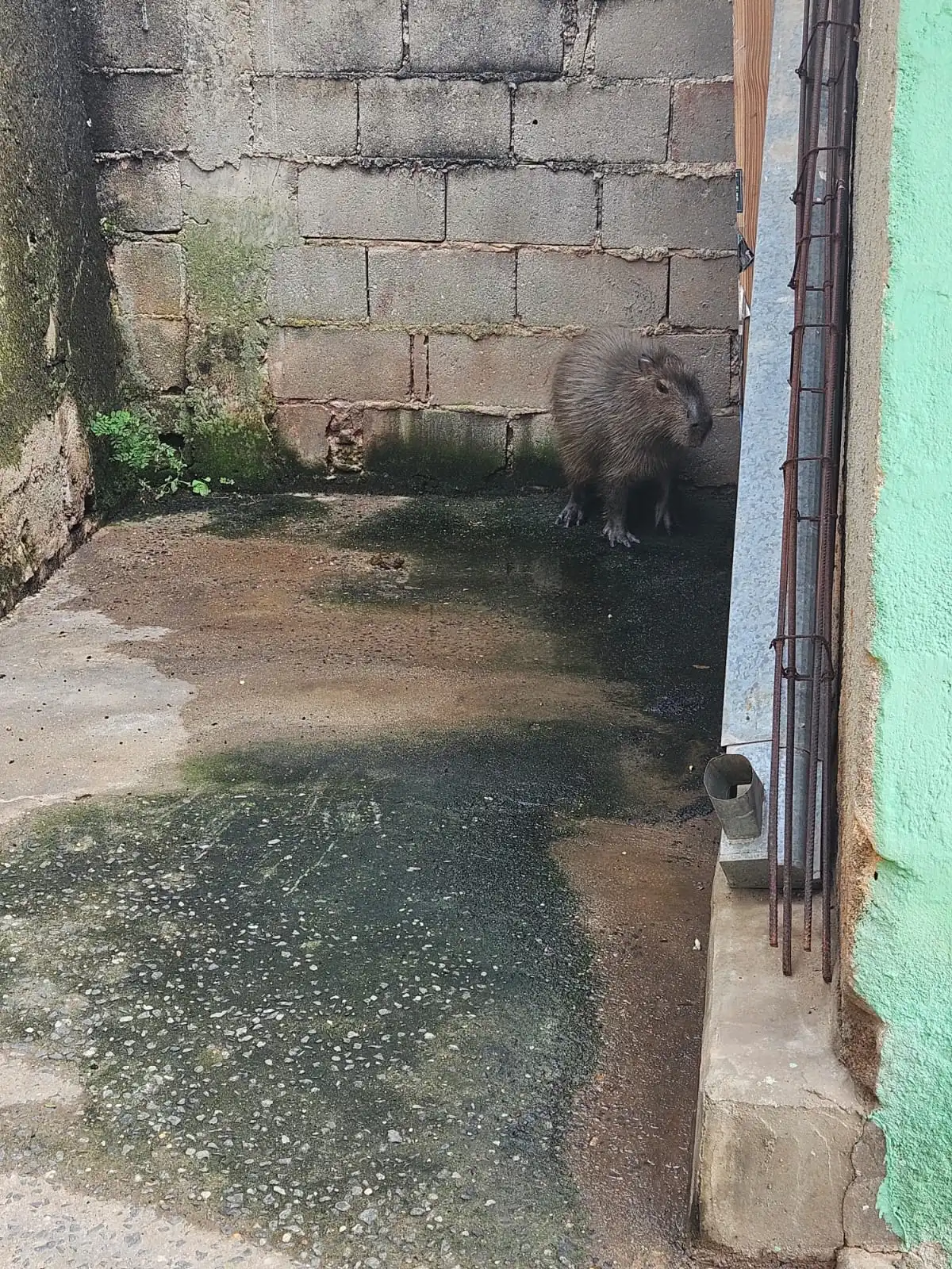 Capivara aparece dentro de casa em Paraibuna 