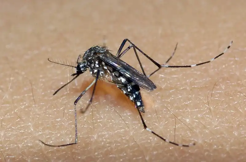 Jovem de 23 anos sem comorbidades morre por dengue em Guaratinguetá