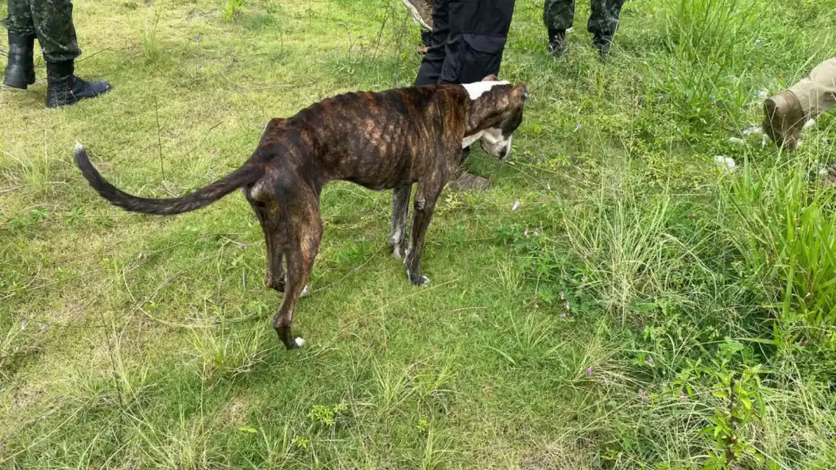 Homem é multado em R$ 9 mil por maus-tratos contra dois cachorros