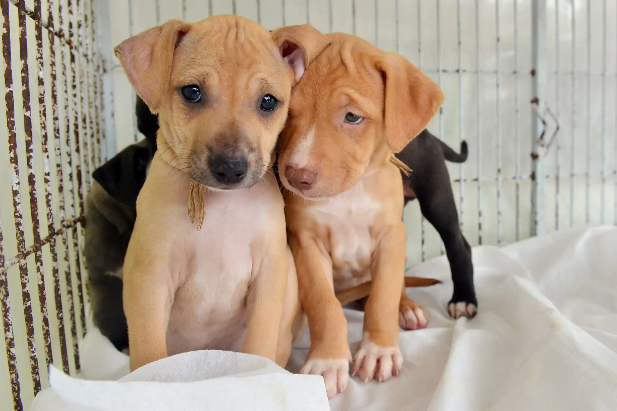 Castração gratuita de cães e gatos tem 1 mil vagas abertas