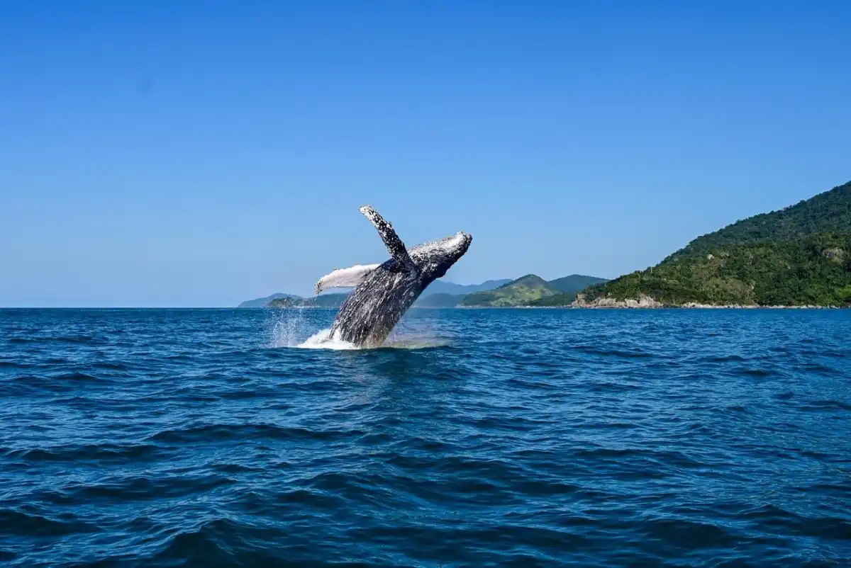 Turismo inteligente: Ilhabela cria robô com IA para dar dicas e roteiros a visitantes