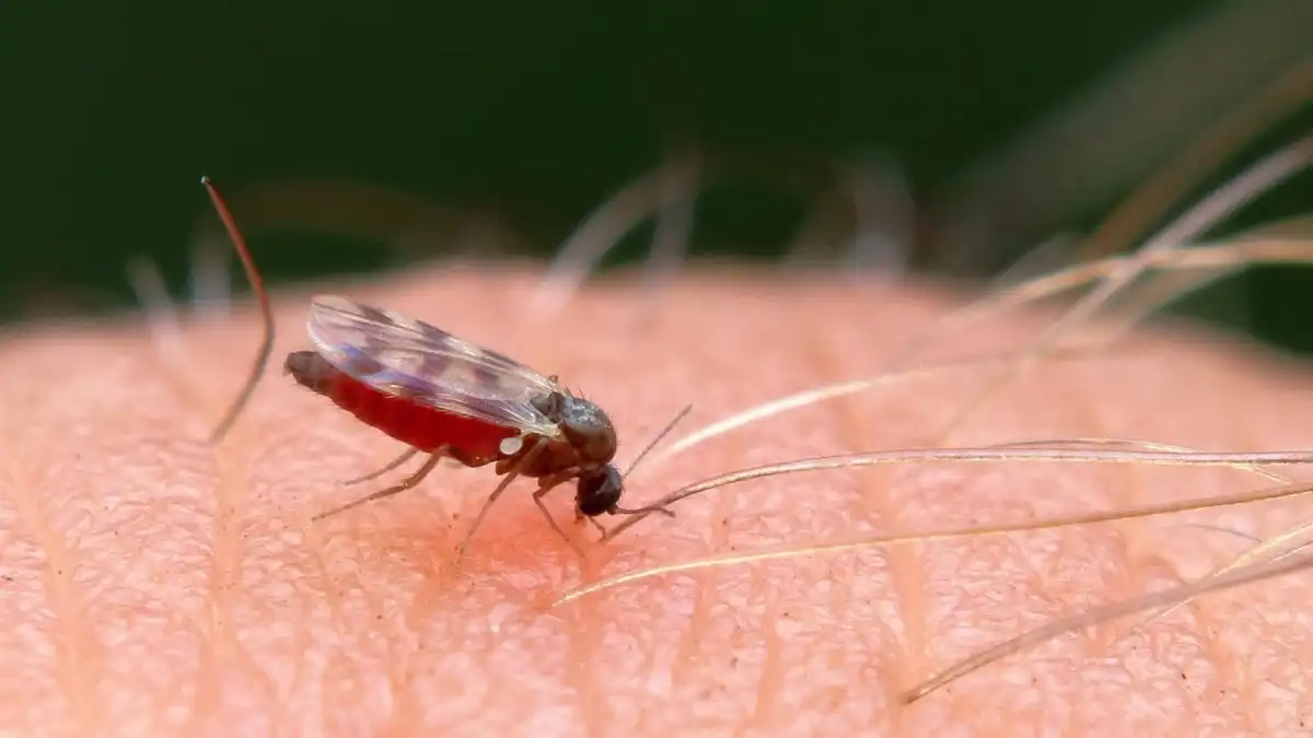 São Paulo registra 44 casos de febre de Oropouche em 2025