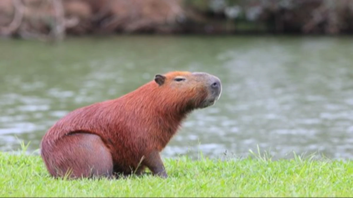 Dia da Capivara: entenda como o animal se tornou febre na cultura pop