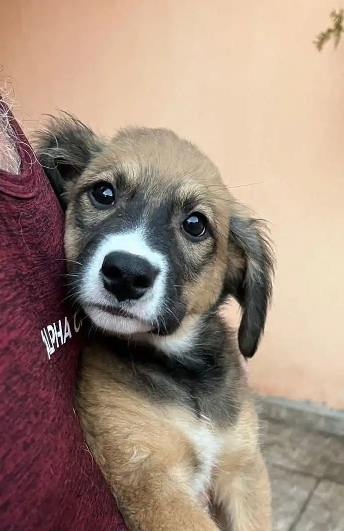 ONG de proteção dos animais lança campanha de Natal para arrecadação de notas fiscais