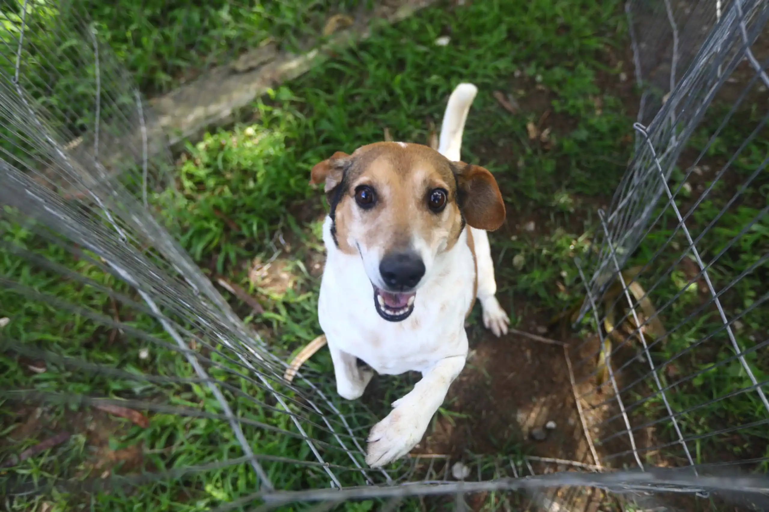 Feira de adoção de cães e gatos acontece neste sábado (9) em Taubaté