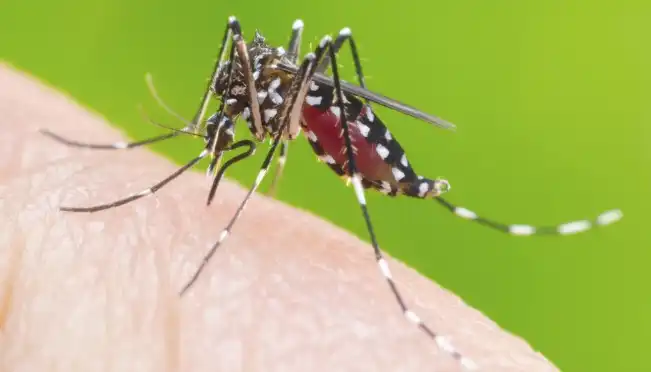 Cidades do Vale do Paraíba somam mais de 200 mortes por dengue nesse ano
