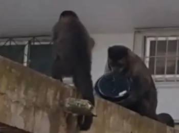Macaco rouba bolo de apartamento no Rio de Janeiro