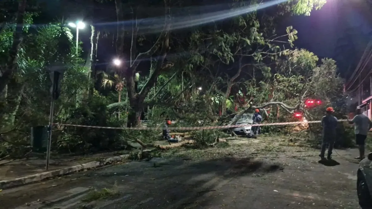 Árvore de grande porte cai e atinge três carros na Vila Industrial em São José