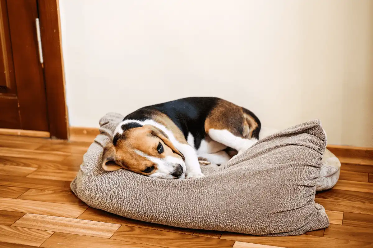 Casos frequentes de leishmaniose visceral (LV) reforçam necessidade de prevenção nos cães