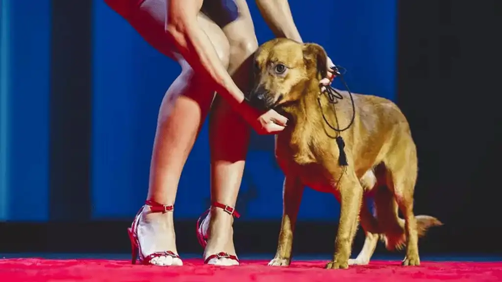 Netflix anuncia que fará filme sobre cachorro caramelo
