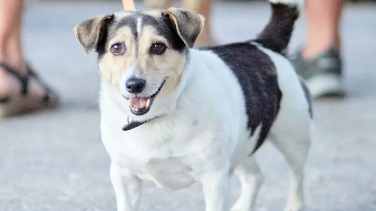 São José dos Campos recebe mutirão gratuito de castração de cães e gatos