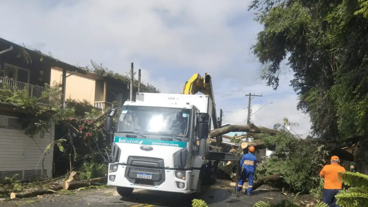 Árvore de 15 metros cai sobre quatro casas e interdita rua em Taubaté