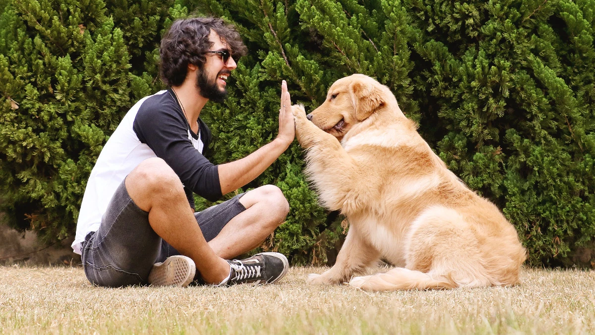 Estudo aponta que cães conseguem identificar emoções no rosto humano