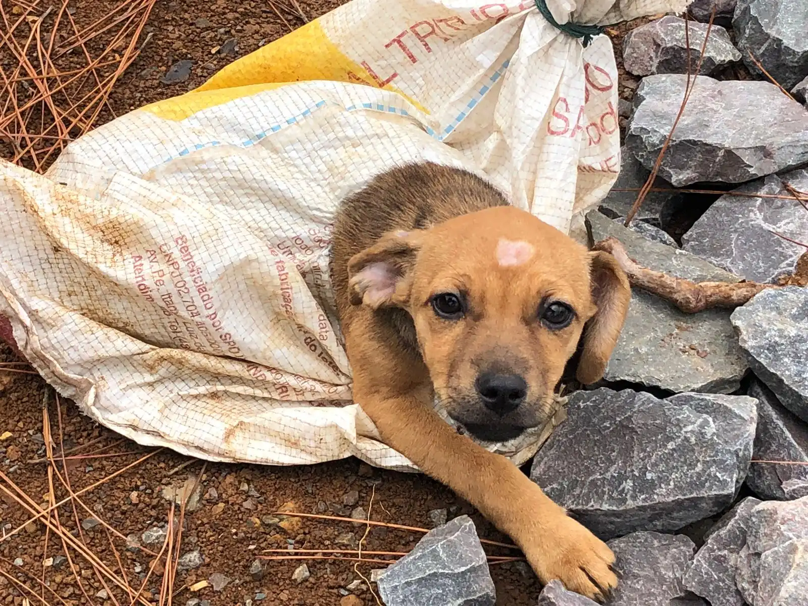 Protetores de animais podem ter trabalho reconhecido como utilidade pública no Senado