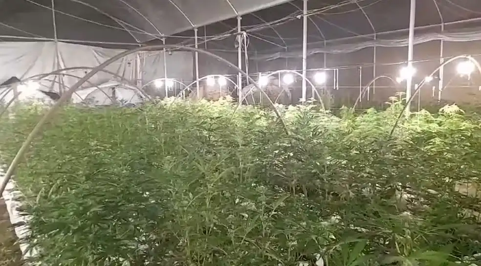 Três pessoas são presas e uma morre baleada em fazenda com 28 mil pés de maconha em Jacareí
