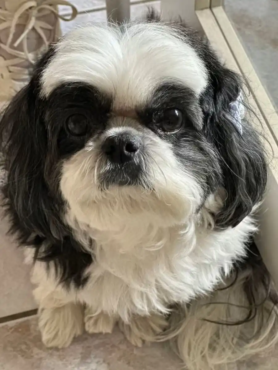 Shihtzu é atacada por pitbulls em São José
