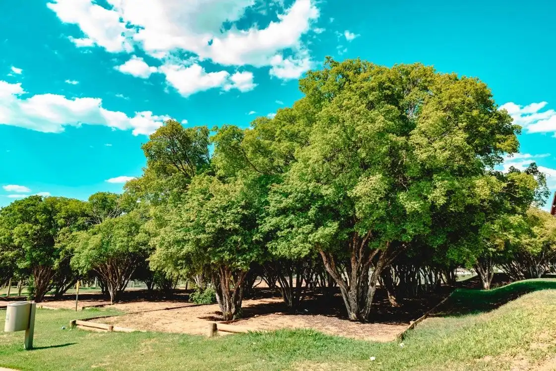Dia da Árvore: novo bairro em SJC contará com mais de 18 mil mudas nativas e frutíferas