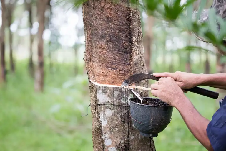 Secretaria de Agricultura de SP anuncia novas medidas para retomada da produção de borracha natural no estado