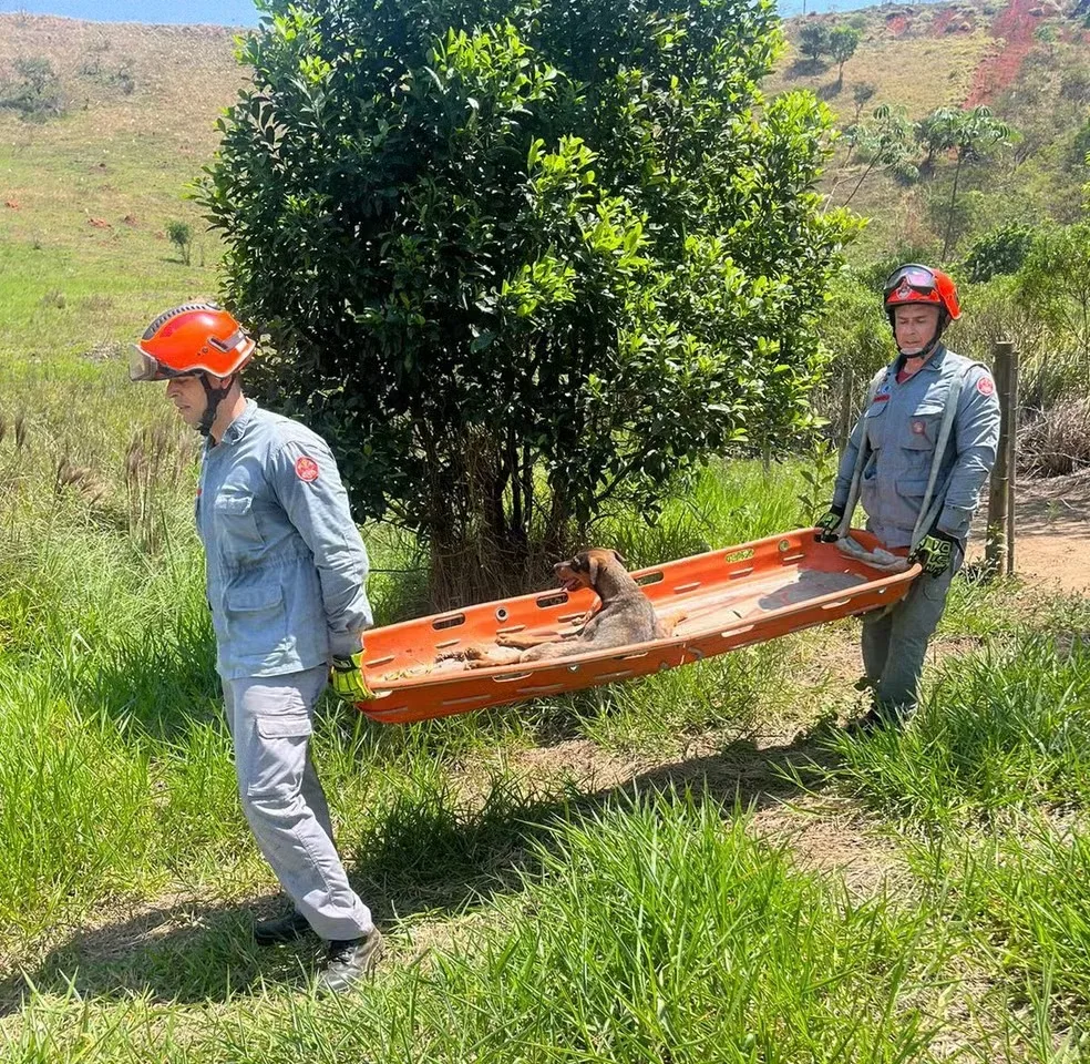 Após cair em ribanceira de 50 metros, cadela vira-lata com deficiência é resgatada pelos Bombeiros
