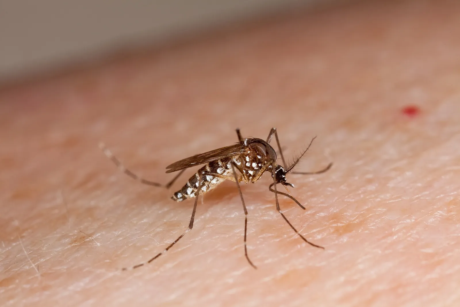 Guaratinguetá confirma primeira morte por dengue em 2025 