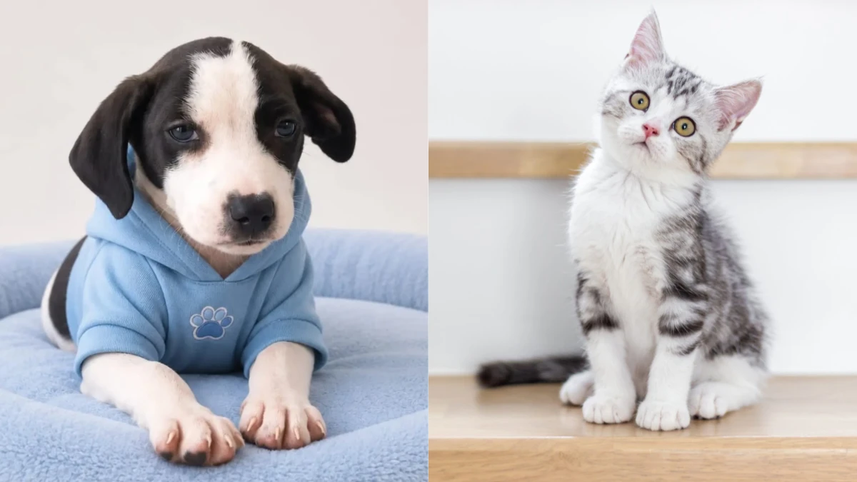 Mel, Luna e Theo: nomes de humanos que também viraram febre entre cães e gatos