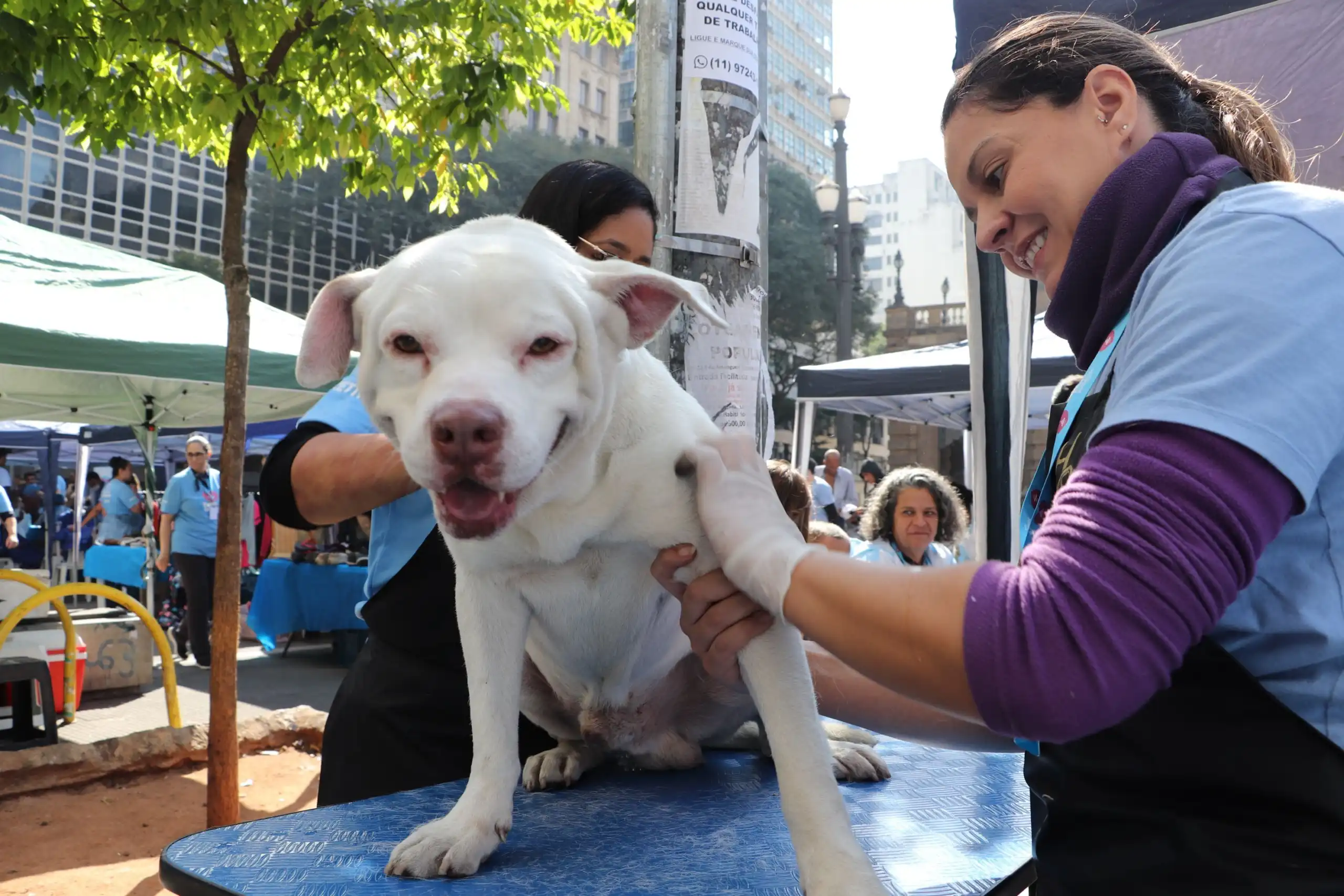 Primeiro trailer para banho em pets de rua do Brasil é lançado em São Paulo