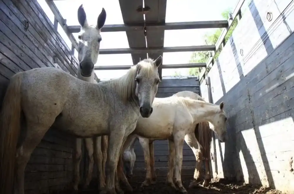 Feira de adoção de cavalos e bois acontece nesta quinta (18) em São José