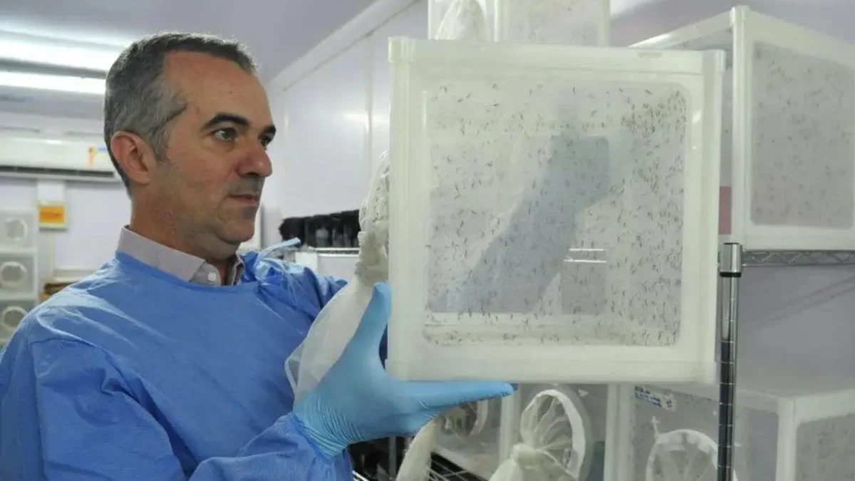 Brasileiro que criou mosquito contra dengue é um dos cientistas mais influentes de 2025