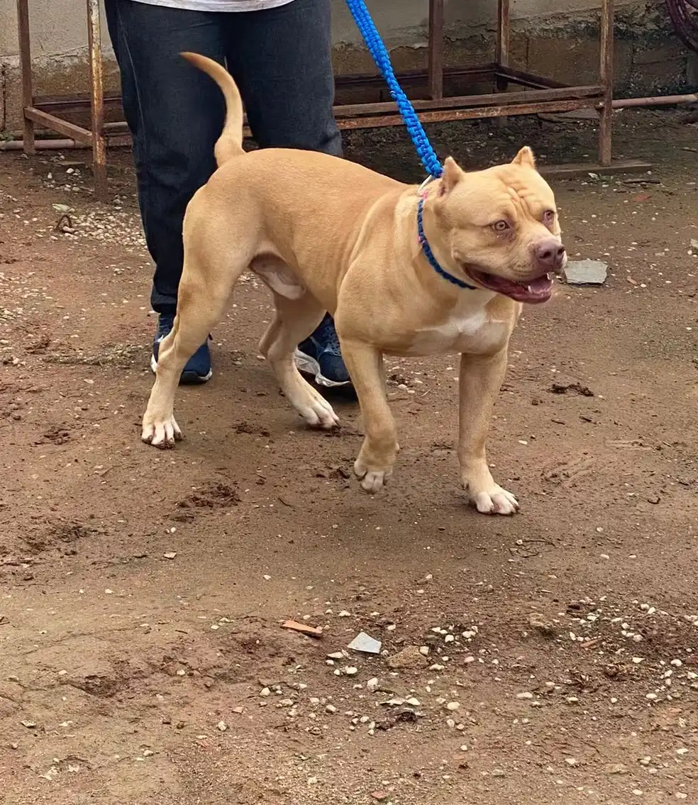 Tutor de cães com orelhas cortadas é multado por maus-tratos