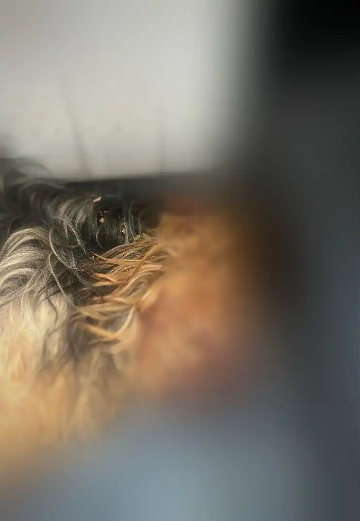 Mulher é presa após matar cachorro em Caraguatatuba por raiva do filho