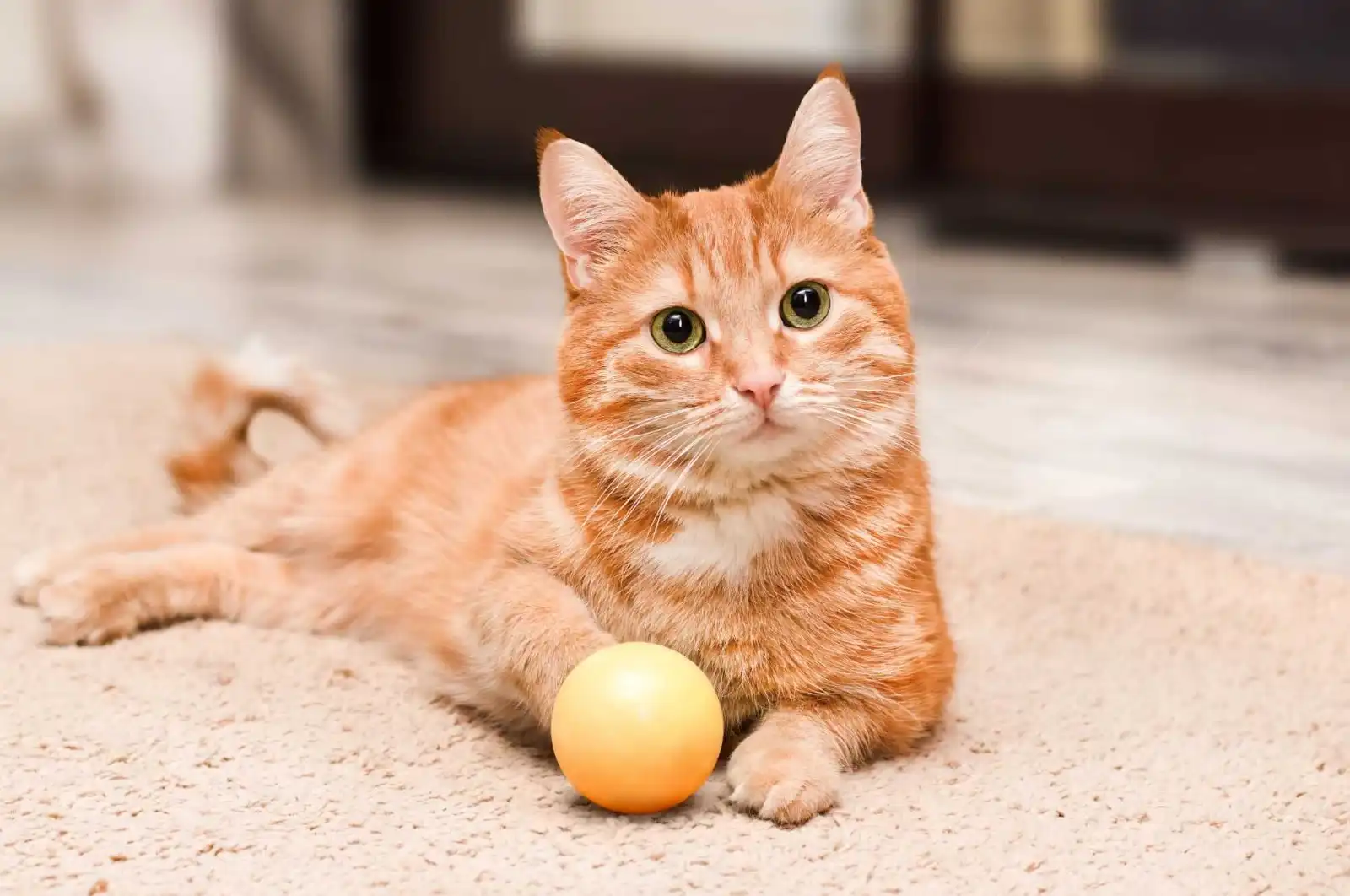 A ciência explica: por que os gatos laranja parecem mais bagunceiros?