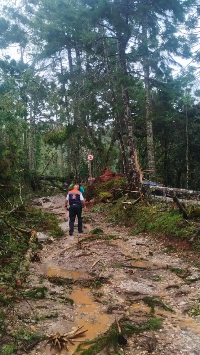 Chuva forte causa estragos e derruba ao menos 30 árvores em Campos do Jordão