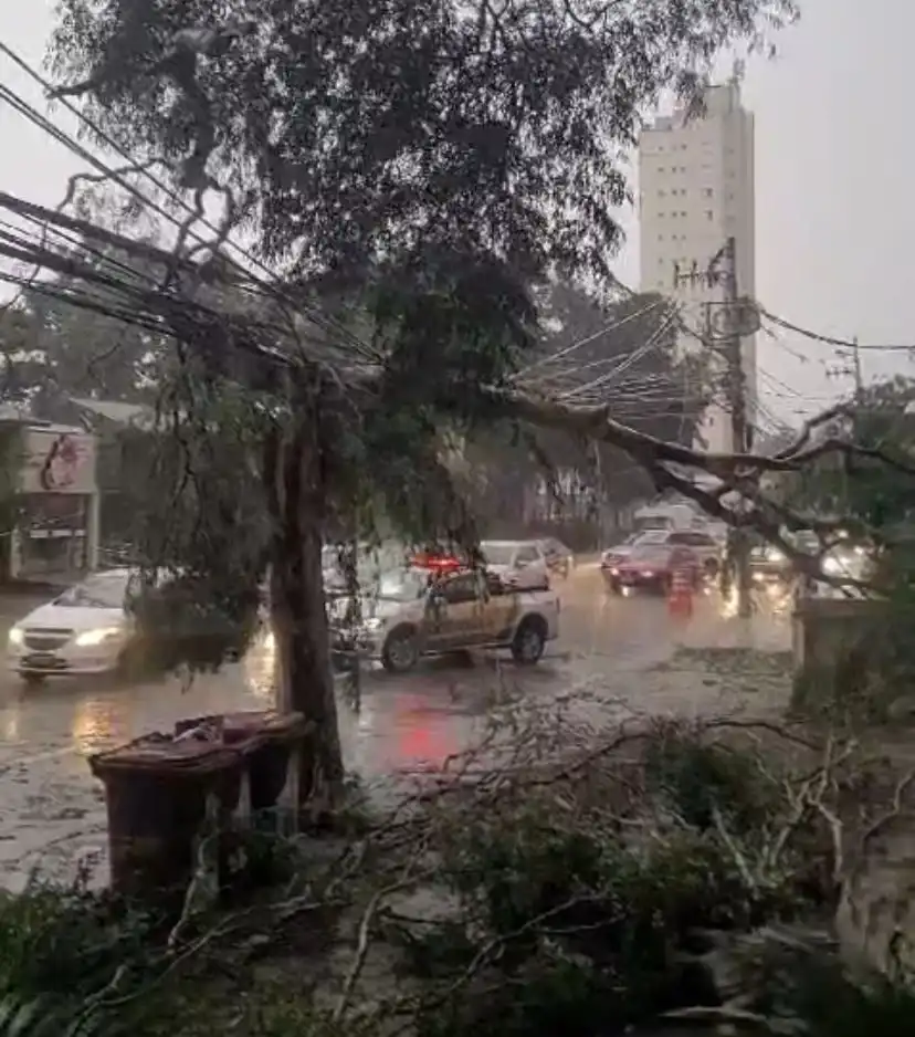 Chuva forte causa estragos e derruba árvores em São José dos Campos