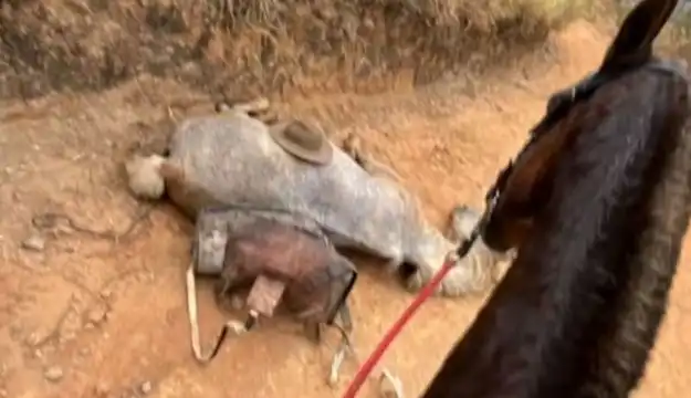 Cavalo tem as 4 patas cortadas com facão em Bananal; o caso ganha destaque nacional e famosos cobram justiça pelo animal