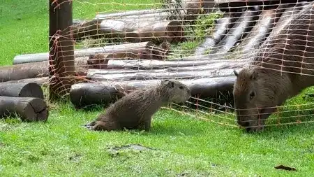 2º caso de capivara com raiva no mundo é registrado em Ubatuba