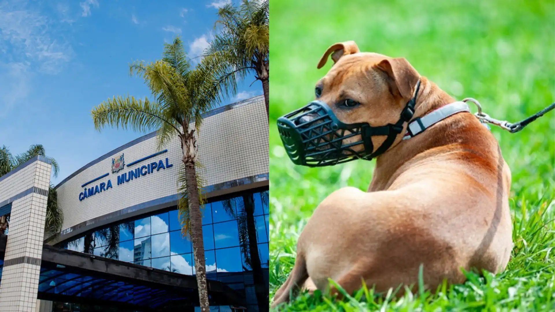 Câmara de São José vota criação de disque-denúncia para cães sem focinheira