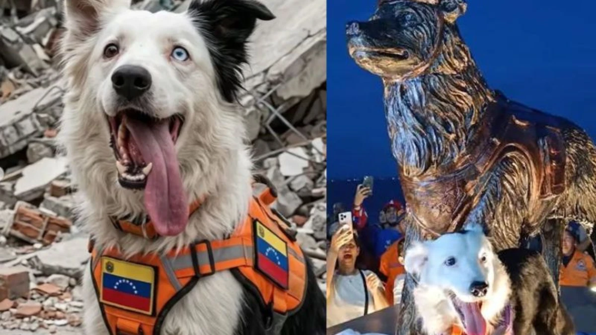 Cão que salvou sobreviventes de terremotos ganha estátua na Venezuela