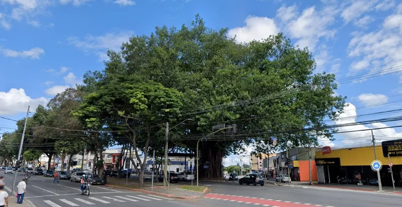 ipatrimonio-Sao-Jose-dos-Campos-Figueira-Guaranitica-Imagem-Google-Street-View.jpg
