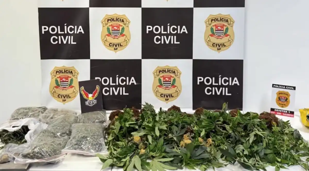Polícia apreende 22 pés de maconha em uma chácara em São José 