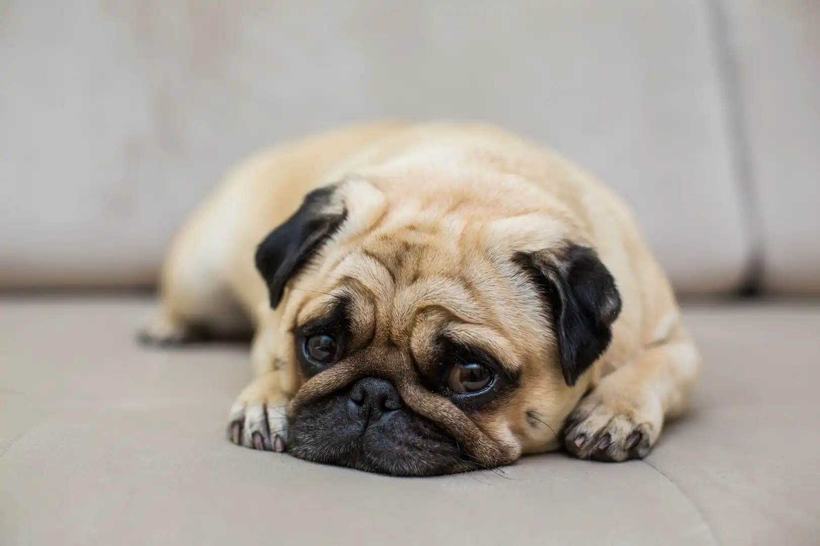 Falta de uma alimentação de qualidade para os pets pode levar à obesidade