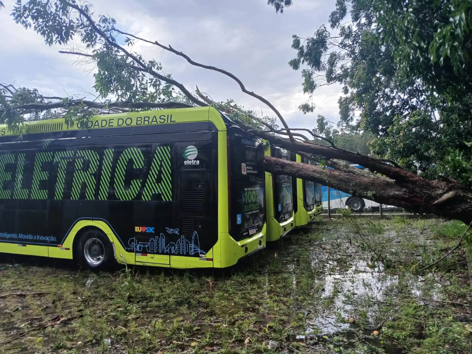 Árvores caem e atingem novos ônibus elétricos em São José dos Campos 