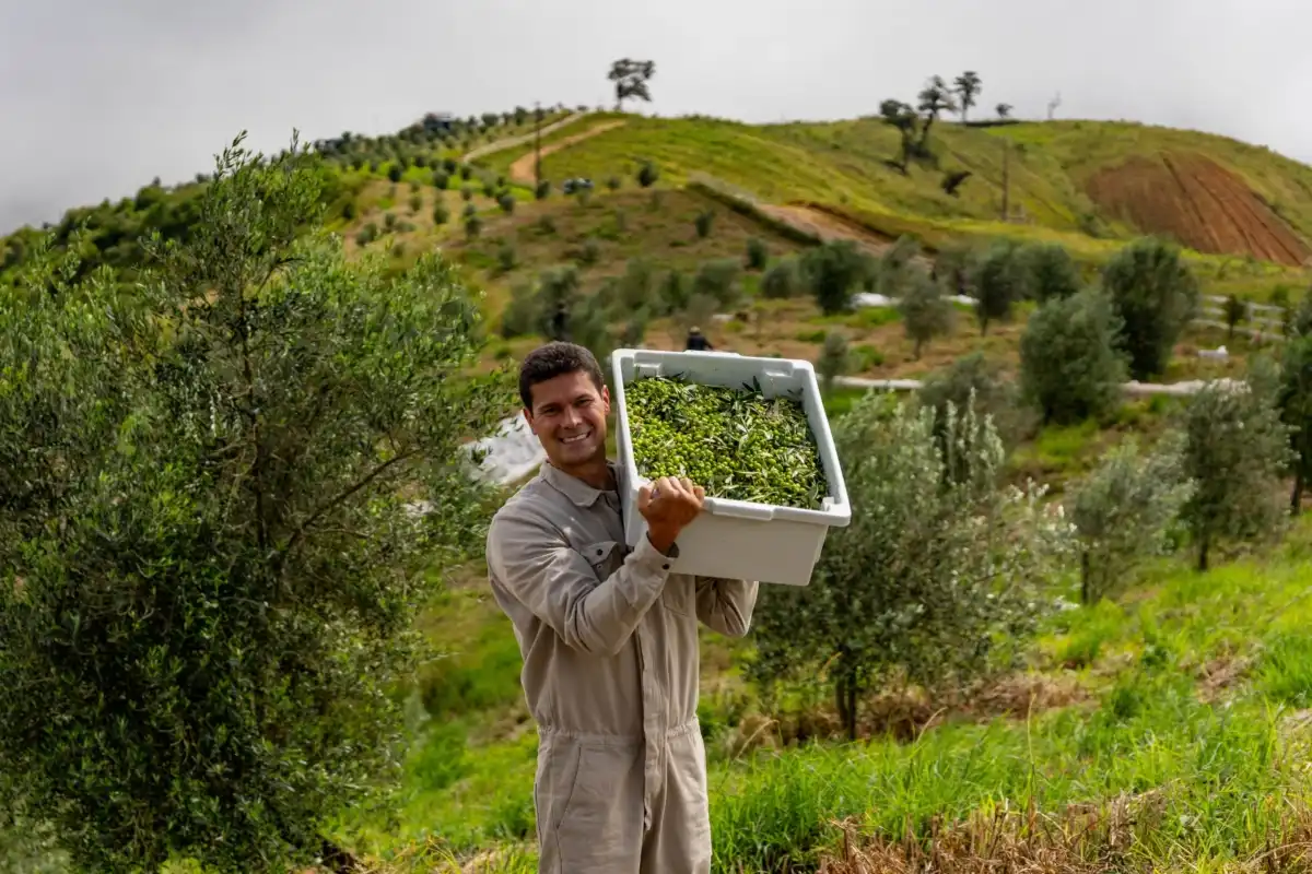 Produtor de Azeites e vinhos mais premiado do Brasil é de Santo Antônio do Pinhal
