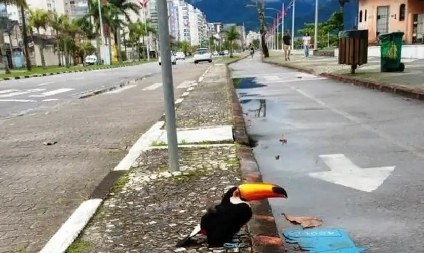 Tucano debilitado é resgatado na orla de Caraguatatuba