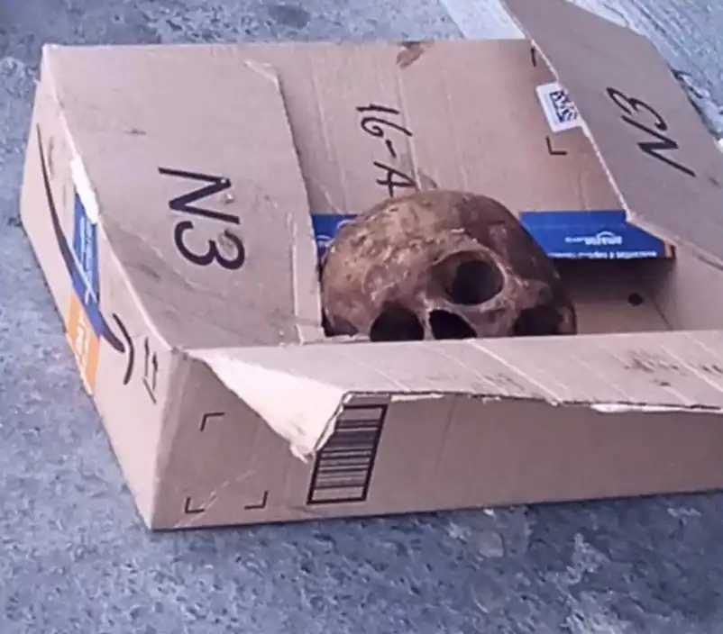 Possível crânio humano é encontrado por comerciante em São José